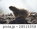 逆光に照らされた1頭のプレーリードッグ 28515358