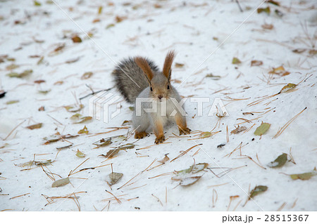 Siberian squirrel in the snow Siberian squirrel in the snow 28515367