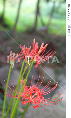 ヒガンバナ　縦 28515590