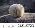 小さな尻尾を向けるプレーリードッグ 28515723