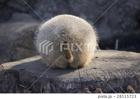 小さな尻尾を向けるプレーリードッグ 28515723