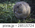 前脚で器用に草を食べるプレーリードッグ 28515724