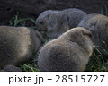 集団でエサを食べるプレーリードッグ 28515727