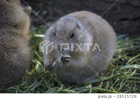 前脚で器用にエサを食べるプレーリードッグ 前脚で器用にエサを食べるプレーリードッグ 28515729