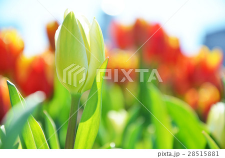 チューリップ畑 チューリップ畑 28515881