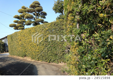 イヌマキの生垣がある街並み 28515898