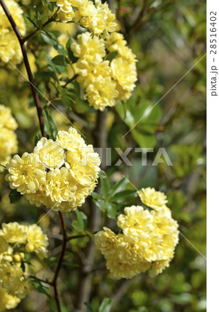 モッコウバラ（木香薔薇） 28516402