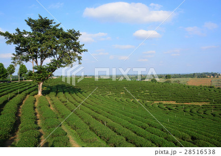 tea plantations 28516538