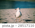 カモメ 28517110