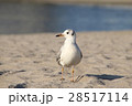 カモメ 28517114