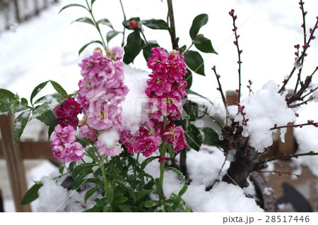 縮景園の雪中花 縮景園の雪中花 28517446