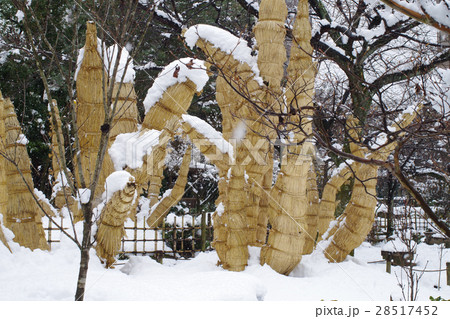 縮景園の菰巻きをした大ソテツ 28517452