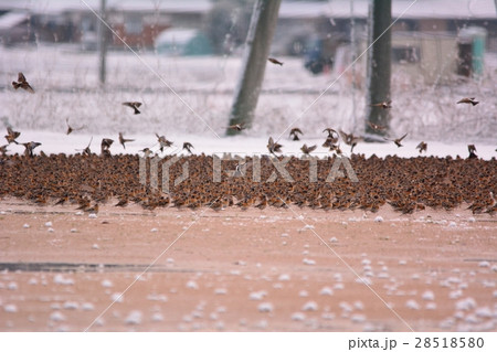 アトリの大群 アトリの大群 28518580