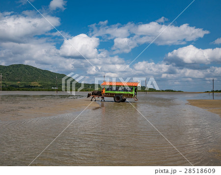 沖縄県 石垣 西表島と由布島を渡る水牛車 28518609