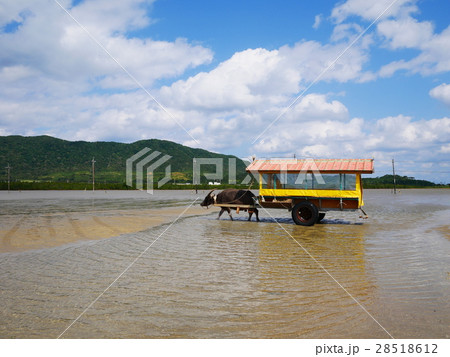 沖縄県 石垣 西表島と由布島を渡る水牛車 沖縄県 石垣 西表島と由布島を渡る水牛車 28518612