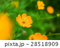 黄色い花 28518909