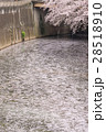 桜の川 28518910