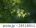 新緑に木漏れ日 28518911