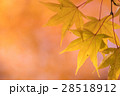 周囲の紅葉に遅れながら 28518912