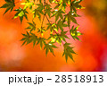 周囲の紅葉に遅れながら 28518913