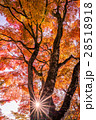 燃える紅葉 28518918