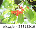 さくらんぼ 28518919