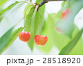 さくらんぼ 28518920