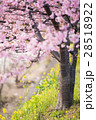 桜と菜の花 28518922