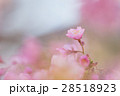 咲く力 28518923