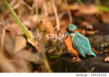 カワセミ♂ 28519139
