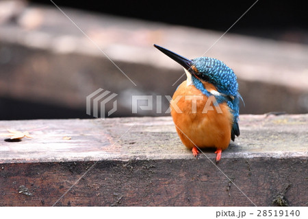 カワセミ♂ 28519140