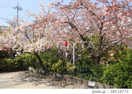 京都 春の千本ゑんま堂 京都 春の千本ゑんま堂 28519772