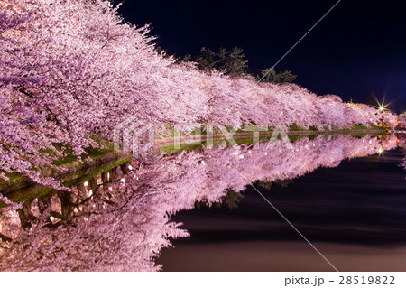 夜の桜並木の写真素材