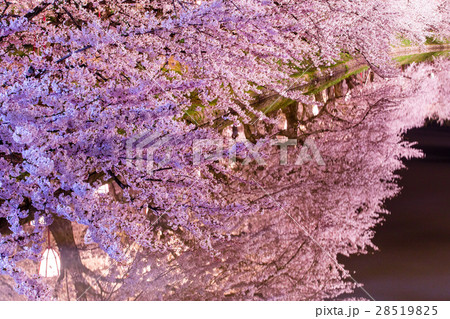 水面に映る夜桜の写真素材