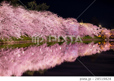 夜の桜並木と水面の写真素材