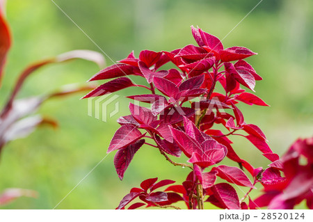 Coleus, flowering plant. Bali, Indonesia. Coleus, flowering plant. Bali, Indonesia. 28520124
