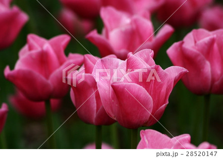 チューリップ 28520147