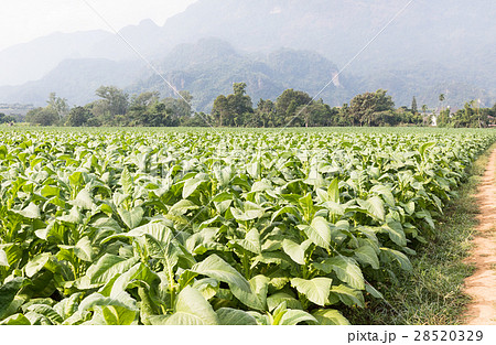 Field of Nicotiana tabacum Field of Nicotiana tabacum 28520329