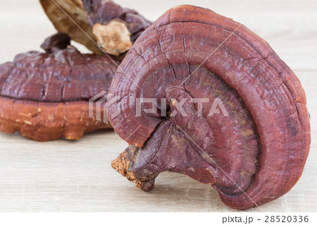 Ganoderma Lucidum Mushroom on wood background 28520336