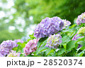 紫陽花 28520374