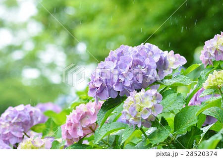 紫陽花 28520374