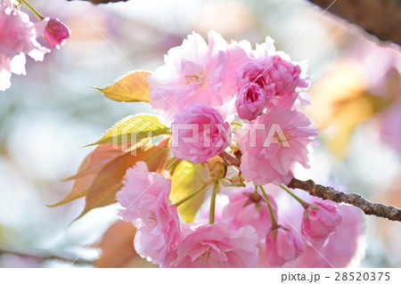 フゲンゾウ 28520375