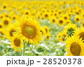 ひまわり畑 28520378
