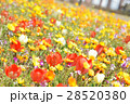お花畑 28520380