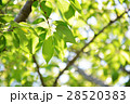新緑 28520383