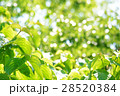 新緑 28520384