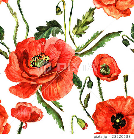 Wildflower poppy flower pattern in a watercolor 28520588