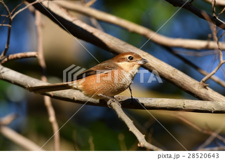 猛禽類～モズ♀～ 28520643