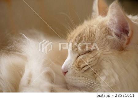 猫の寝顔の写真素材