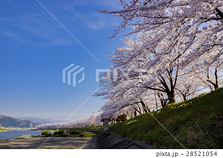 桧木内川堤のソメイヨシノ 桧木内川堤のソメイヨシノ 28521054